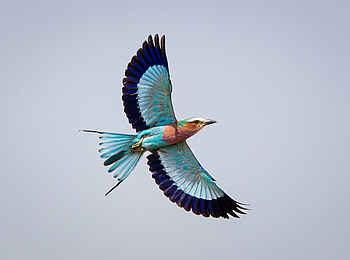 Wilderness Mokete Camp: Fliederbrustroller