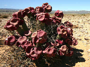 Canyon Lodge: Hoodia-Pflanze in der Nama-Karoo-Wüste