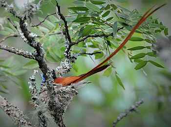 Frog and Fern Cottages: Paradise Flycatcher im Nest Frog and Fern Cottages: Paradise Flycatcher im Nest