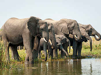 Kuthengo Camp: Trinkende Elefanten Kuthengo Camp: Trinkende Elefanten