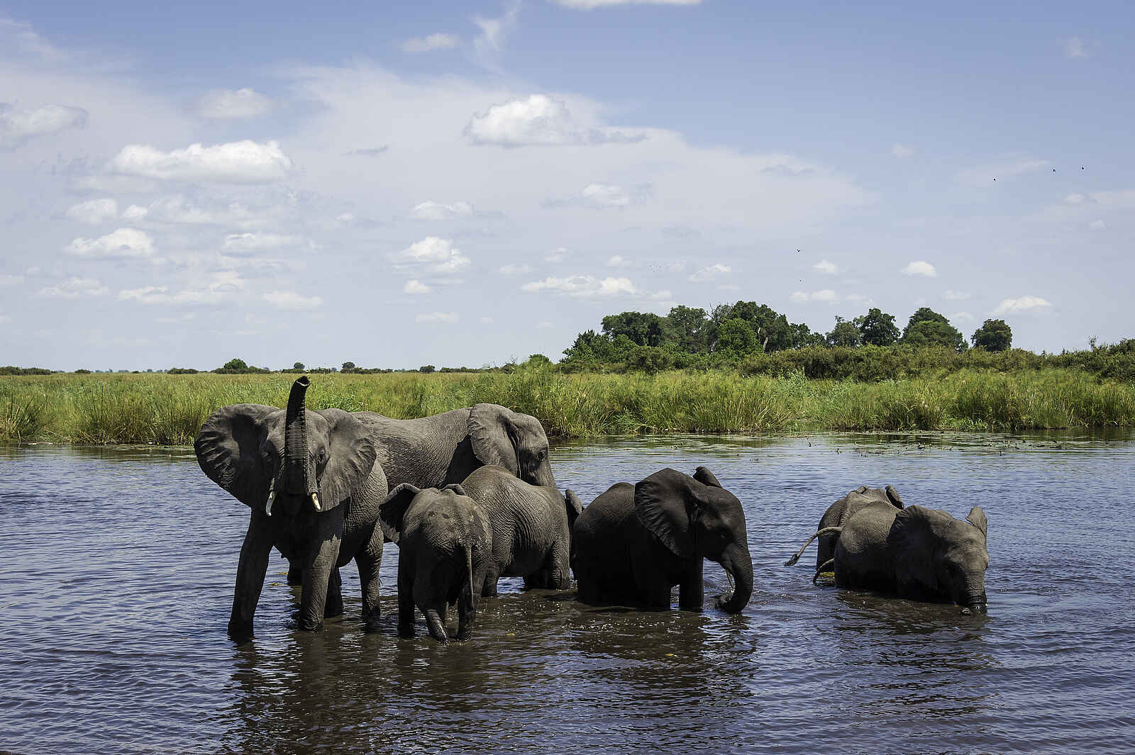 Linyanti Tented Camp: Elefanten in den Sümpfen Linyanti Tented Camp: Elefanten in den Sümpfen
