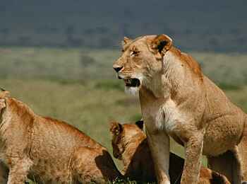 Mahali Mzuri: Eine Löwenfamilie