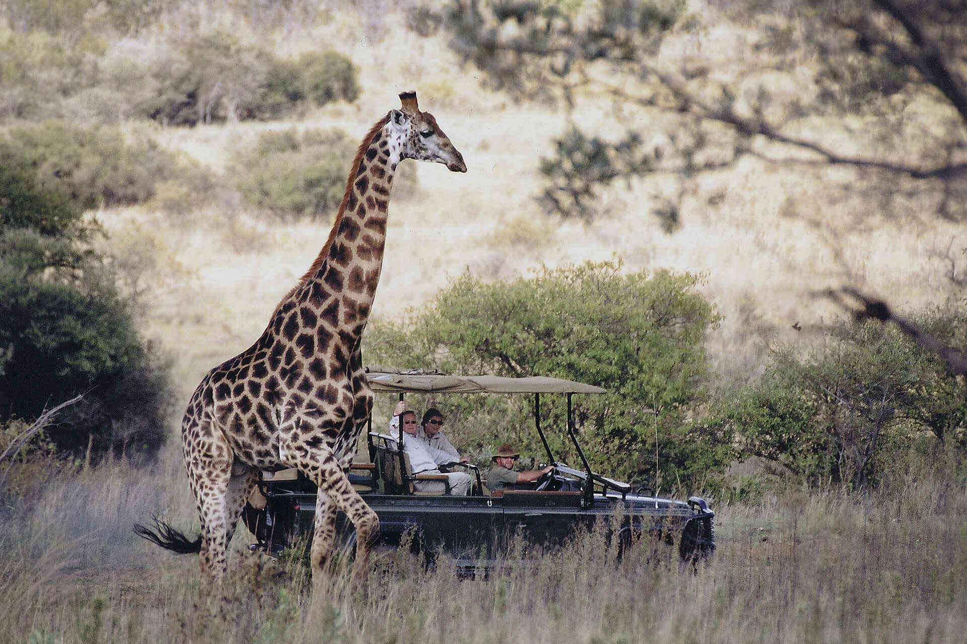 5 Sterne, Big Five, Lodge, Safari, Welgevonden, Welgevonden Game Reserve, Giraffe, Wildlife, Afrikarma, Afrikarma Safaris, Afrikarma Safaris - Wildnis. Hautnah., Afrikarma.de