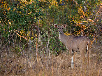 Ntemwa Busanga Bushcamp: Kudu