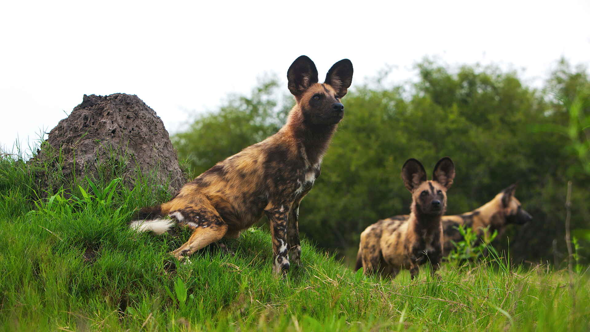 Selinda Camp: Afrikanische Wildhunde im Gras Selinda Camp: Afrikanische Wildhunde im Gras