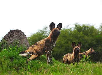 Selinda Camp: Afrikanische Wildhunde im Gras