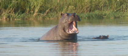 Okavango-Panhandle