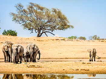 Shawa Luangwa Camp: Trinkende Elefanten