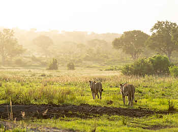 Singita Ebony Lodge: Löwen auf der Pirsch Singita Ebony Lodge: Löwen auf der Pirsch