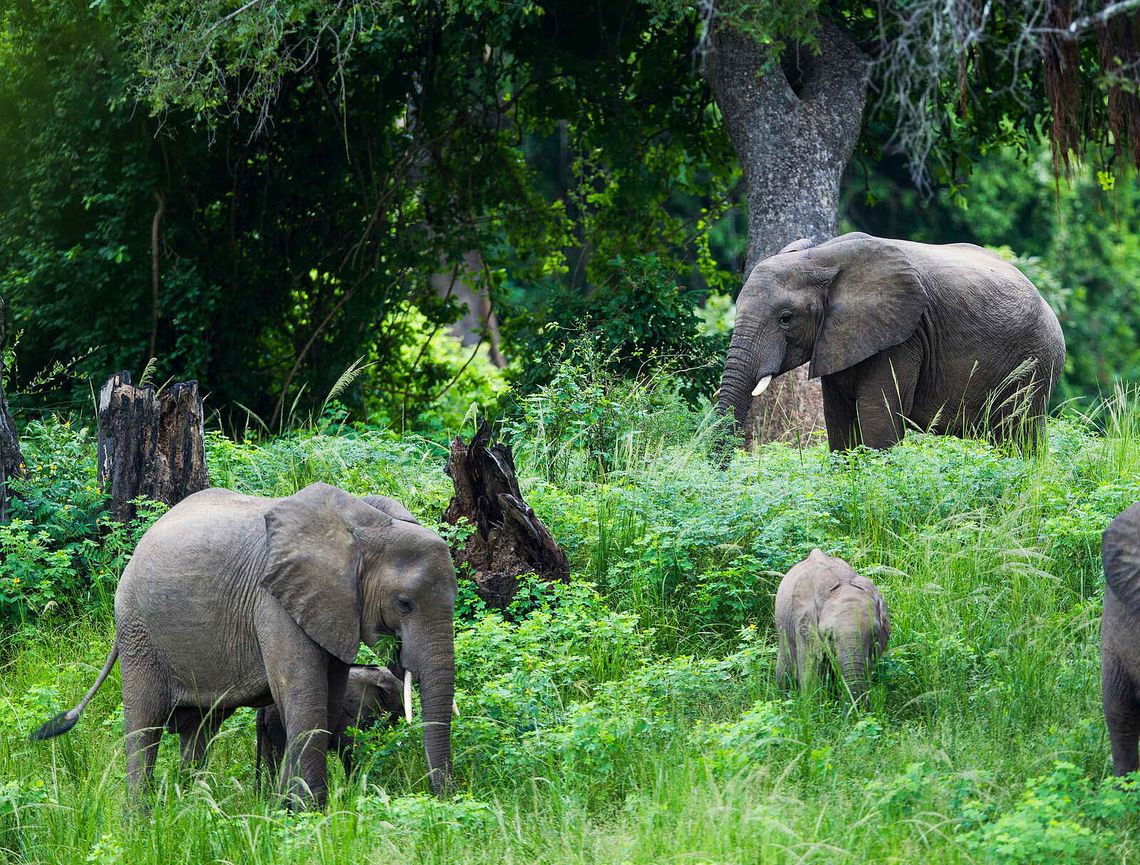 Time + Tide Mchenja: Elefanten auf Nahrungssuche Time + Tide Mchenja: Elefanten auf Nahrungssuche