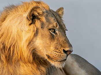 Time + Tide Mchenja: Majestätischer Löwe