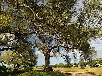 Anabezi Luxury Tented Camp: Camp am Waldrand