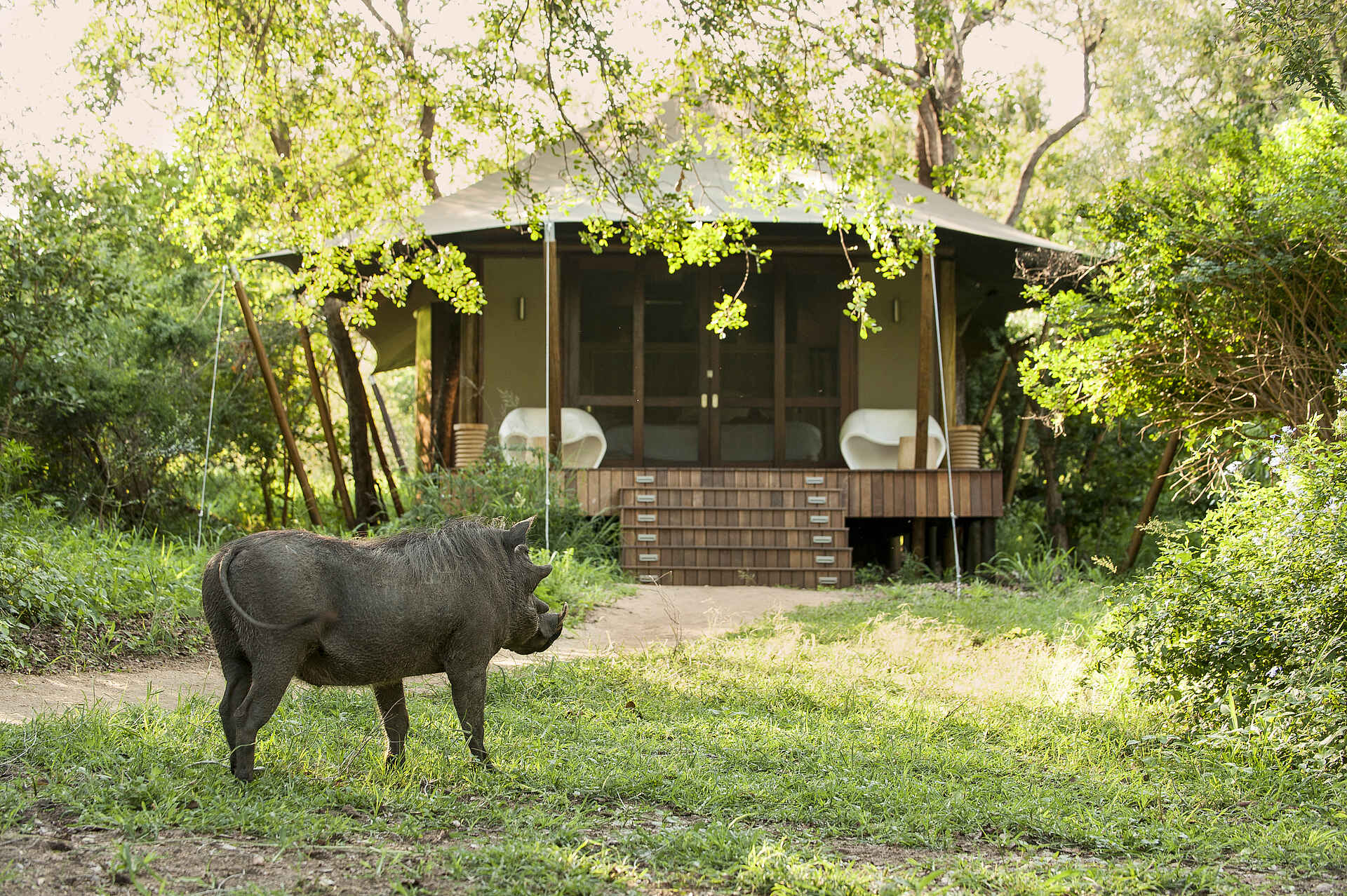 Ngala Tented Camp, &Beyond, andBeyond, Krüger Nationalpark, Timbavati River, Ausblick, Aussicht, Cottage, Gästeunterkünfte, Grün, Plattform, Suite, Terrasse, Tiere, Umgebung, Vegetation, Warzenschwein, Zelte, Afrikarma, Afrikarma Safaris, Afrikarma Safaris - Wildnis. Hautnah., Afrikarma.de, Wildnis. Hautnah.