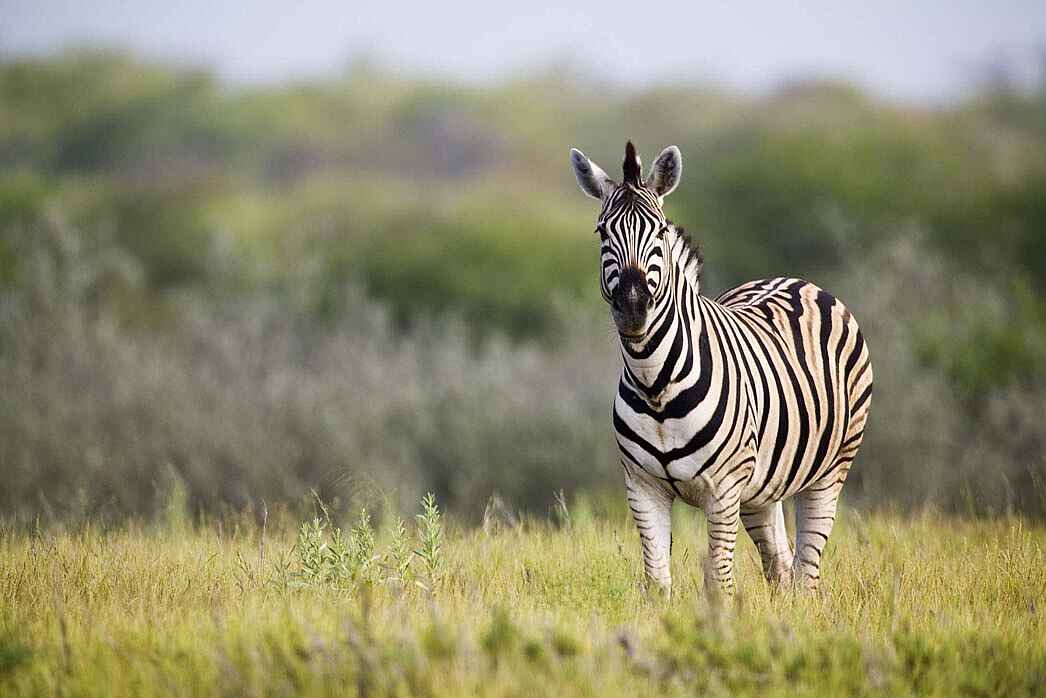 Etosha: Zebra in der lichten Buschlandschaft