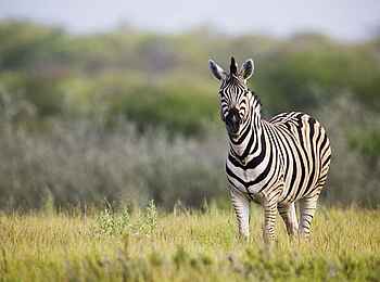 Etosha: Zebra in der lichten Buschlandschaft