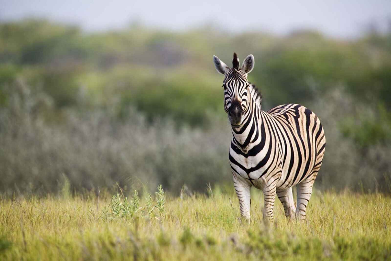 Etosha: Zebra in der lichten Buschlandschaft Etosha: Zebra in der lichten Buschlandschaft