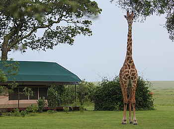 Governors' Camp: Giraffe vor dem Camp Governors' Camp: Giraffe vor dem Camp