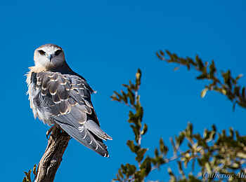 Great Tsau Hill Camp: Schwarzschulter Milan Great Tsau Hill Camp: Schwarzschulter Milan