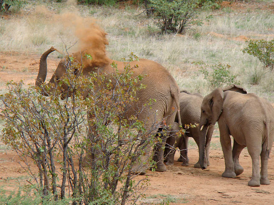 Grootberg Lodge: Elefanten Grootberg Lodge: Elefanten