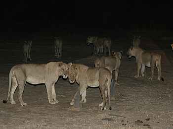 Kafunta River Lodge: Löwenrudel in der Nacht