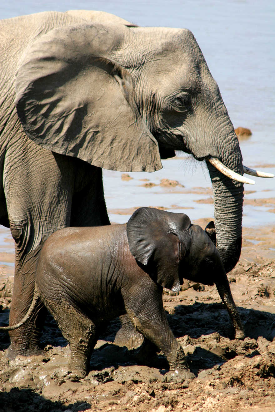 Kaingo Elephant Hide: Uferschlamm Kaingo Elephant Hide: Uferschlamm