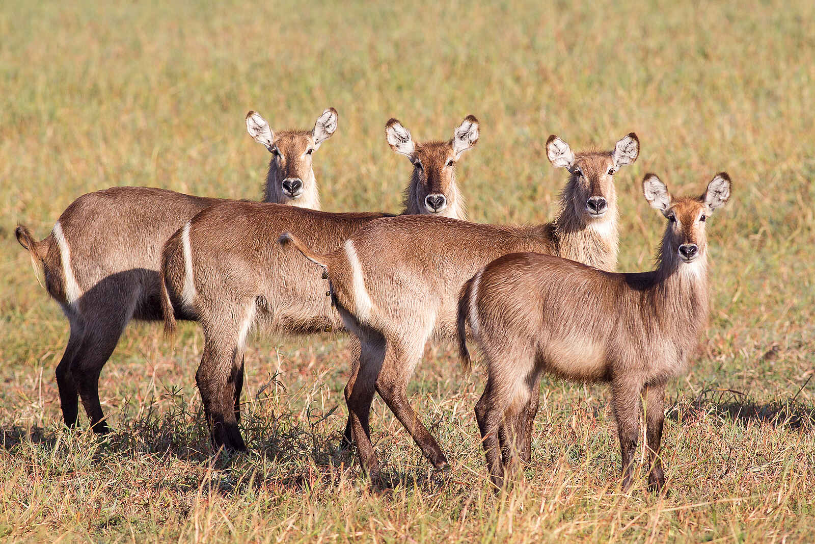 Kubatana Camp: Weibliche Wasserböcke Kubatana Camp: Weibliche Wasserböcke