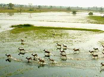 Kujwana Camp: Antilopenherde