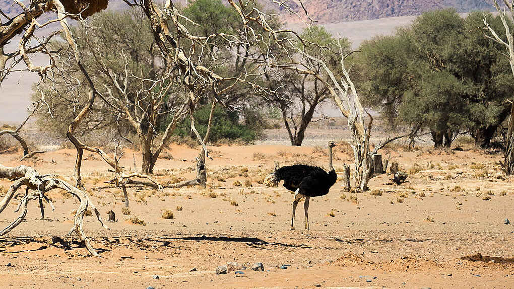 Kulala Desert Lodge: Ein Vogelstrauß Kulala Desert Lodge: Ein Vogelstrauß