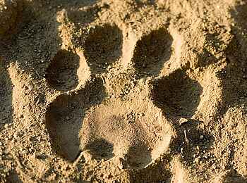 Kwapa Camp: Spuren im Sand Kwapa Camp: Spuren im Sand