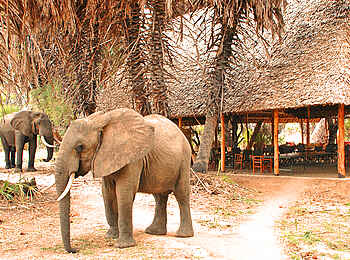 Lake Manze Camp: Elefanten vor der Lounge Lake Manze Camp: Elefanten vor der Lounge