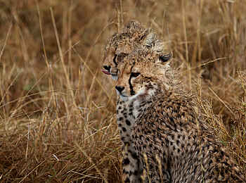 Lemala Nanyukie Lodge: Zwei Geparde Lemala Nanyukie Lodge: Zwei Geparde