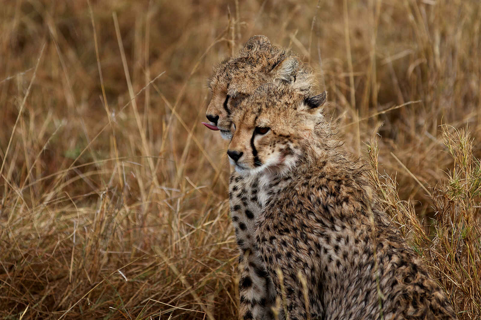Lemala Nanyukie Lodge: Zwei Geparde Lemala Nanyukie Lodge: Zwei Geparde
