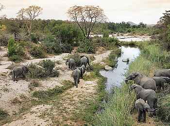 Londolozi Founders Camp: Elefanten am Sand River Londolozi Founders Camp: Elefanten am Sand River