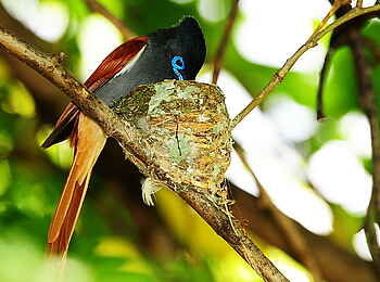 Long Lee Manor Lodge: Bird Watching Long Lee Manor Lodge: Bird Watching