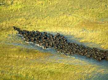 Macatoo Camp: Büffelherde