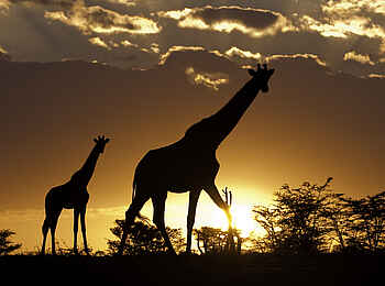 Mara Toto Tree Camp: Zwei Giraffen im Sonnenuntergang