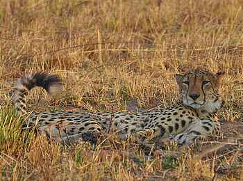 Mukambi Fig Tree Bush Camp: Ein Gepard ruht sich im Schatten aus