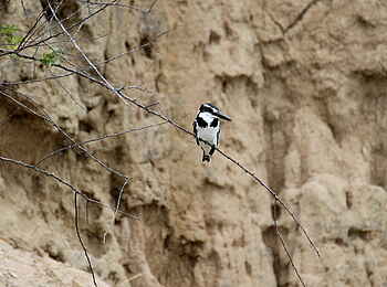 Murchison River Lodge: Pied Kingfisher