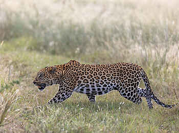 Nkasa Linyanti: Ein Leopard auf der Pirsch Nkasa Linyanti: Ein Leopard auf der Pirsch