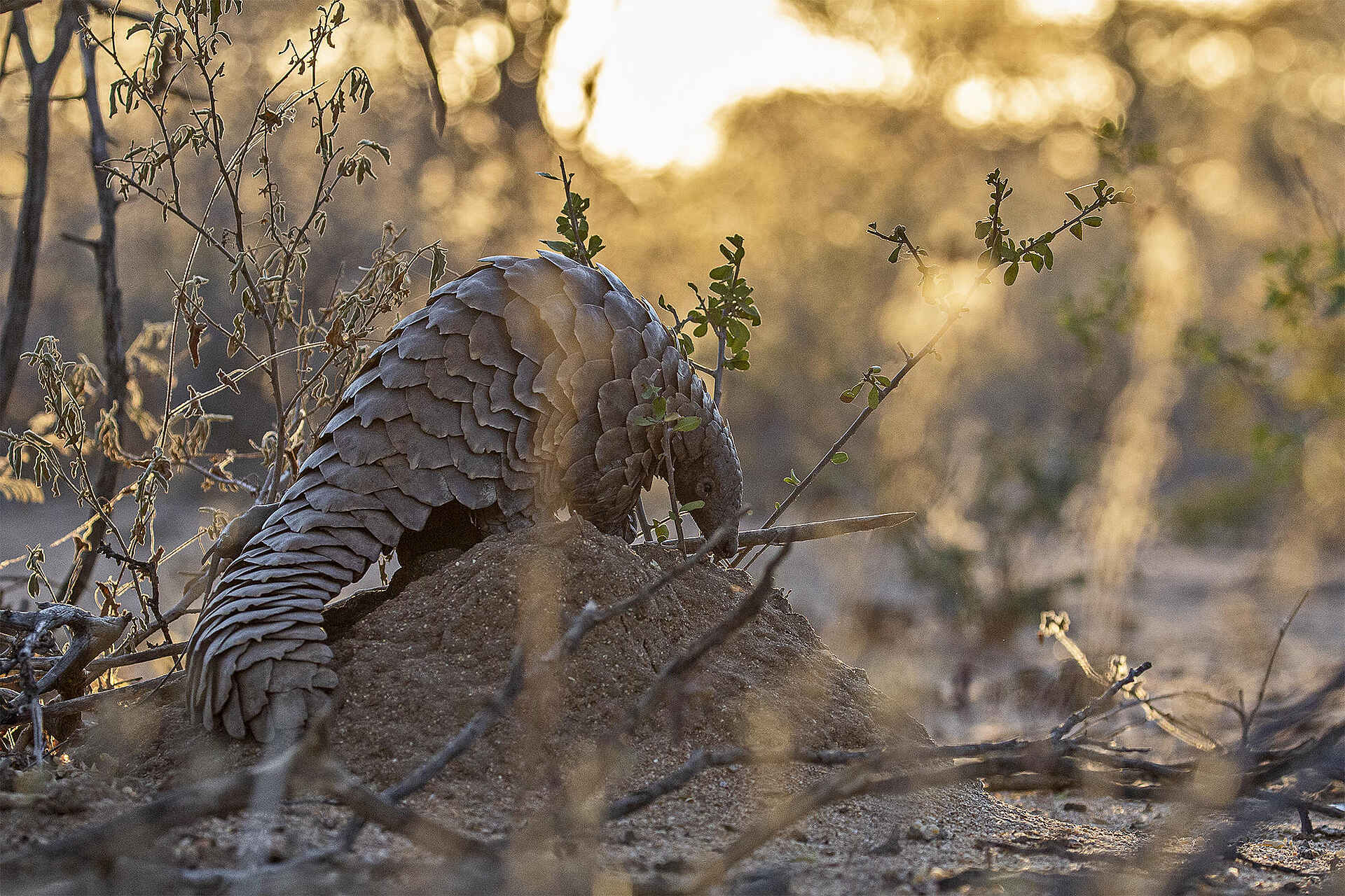 Okonjima Bush Camp: Seltenes Pangolin