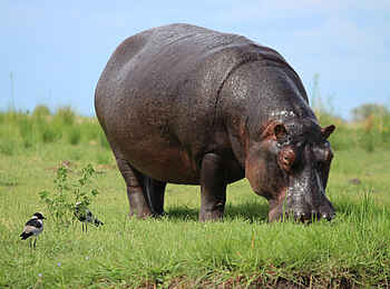 Old Drift Lodge: Ein Nilpferd Old Drift Lodge: Ein Nilpferd