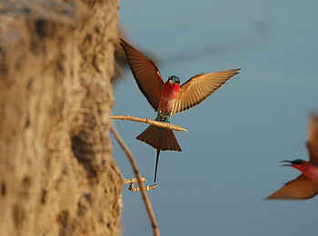 Robin Pope Safaris: Karminspinte