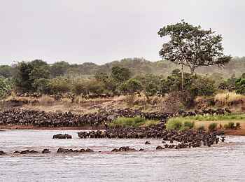 Serian Serengeti North: Gnus queren den Mara River Serian Serengeti North: Gnus queren den Mara River