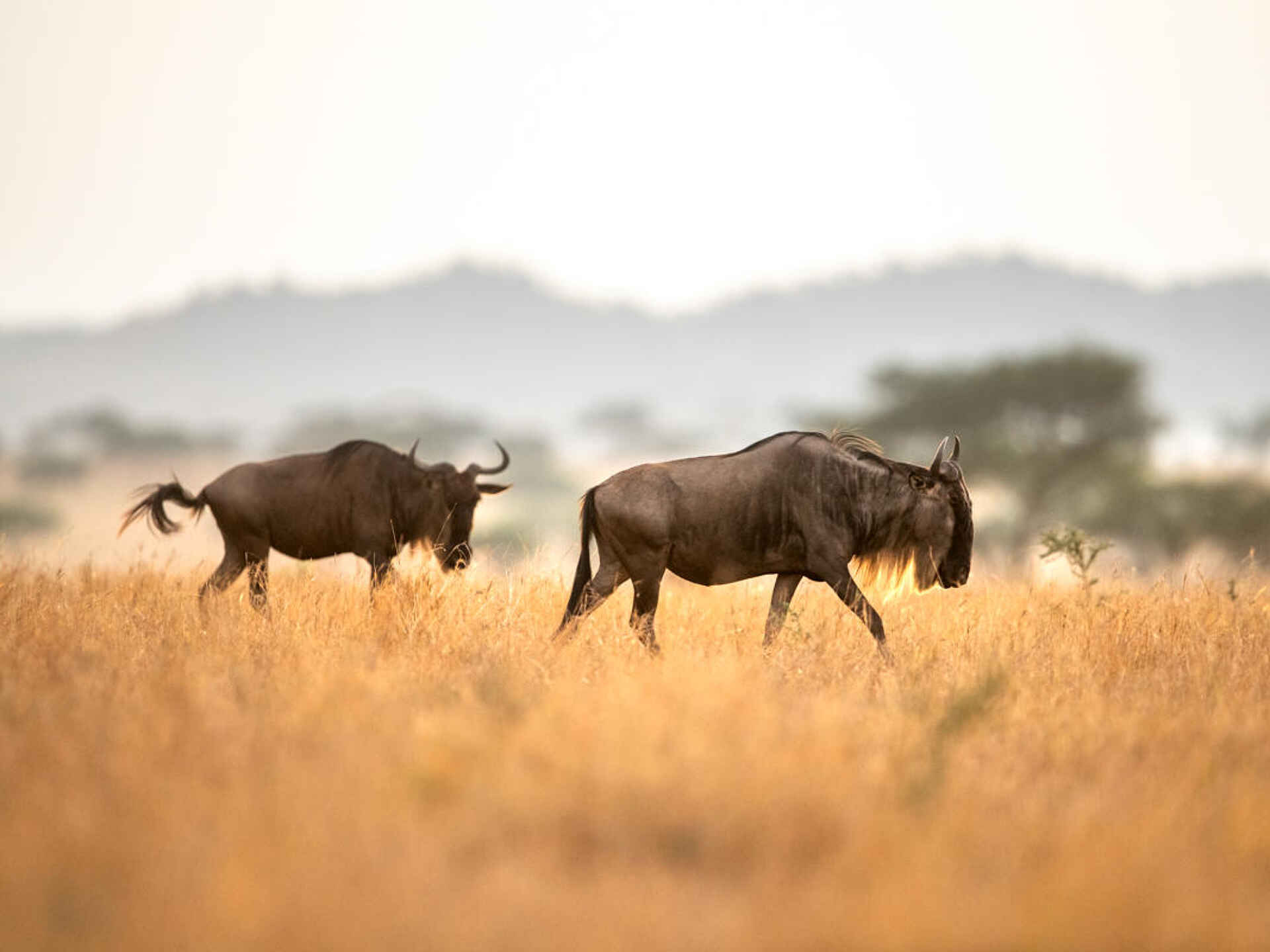 Singita Sasakwa: Gnus in der Serengeti