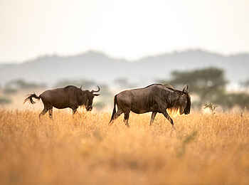 Singita Sasakwa: Gnus in der Serengeti