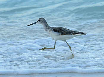 The Manta Resort: Grünschenkel The Manta Resort: Grünschenkel