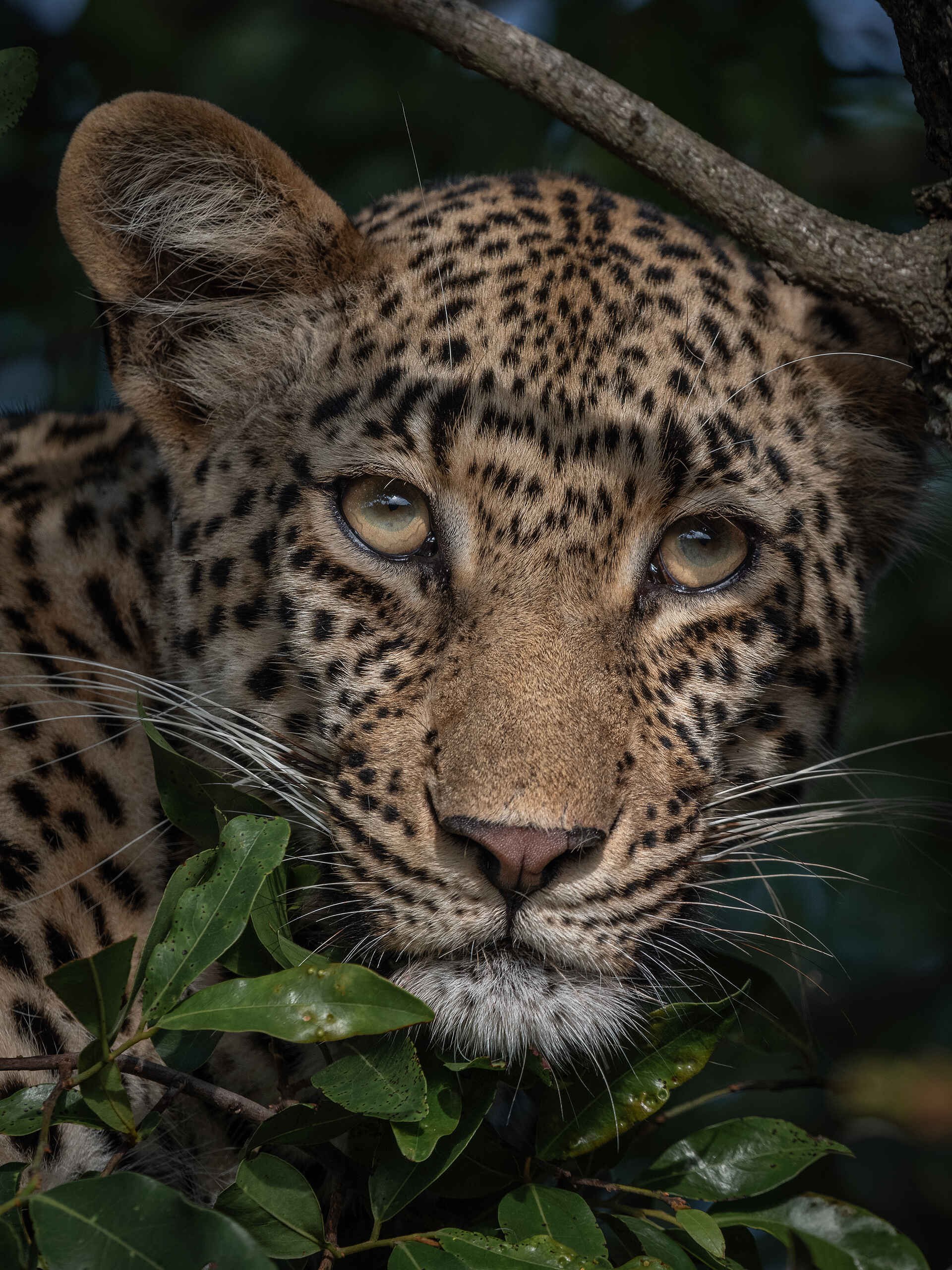 Tintswalo Safari Lodge: Ein Leopard