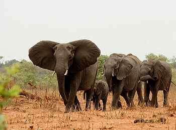 Tlouwana Camp: Elefanten Tlouwana Camp: Elefanten