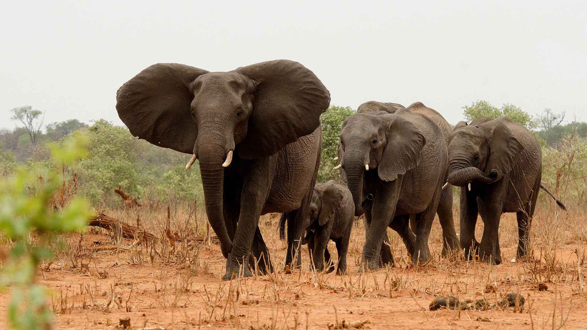 Tlouwana Camp: Elefanten Tlouwana Camp: Elefanten