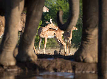 Tuli Safari Lodge Mashatu: Blick aus dem Hide